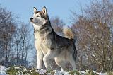 ALASKAN MALAMUTE 001
